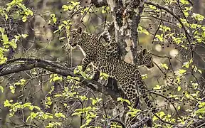 Leopard cubs in tree