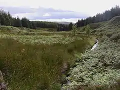 Davidson's Burn tributary in the Usway Forest