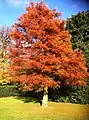 Same specimen: autumn foliage