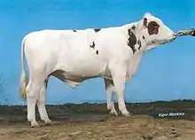 a lightly-built bull, almost entirely white with a few small red patches