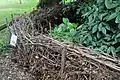 This dead hedge in Royal Fort Gardens, Bristol (England) is being used as a boundary to a protected wildlife habitat.