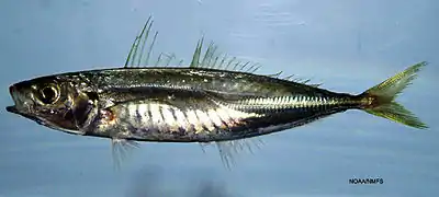 The Round scad is a host of Rhadinorhynchus decapteri