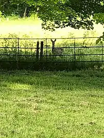 Deer roaming in the school grounds