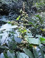 fruiting Deinbollia oblongifolia