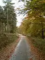 Spruce and beech wood along the Deister ridgeway