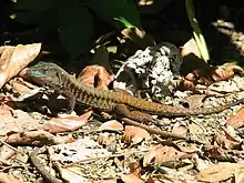Delicate Ameiva (Holcosus leptophrys)