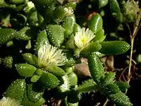 The bladder cells of Delosperma pruinosum are extended into thicker hairs.