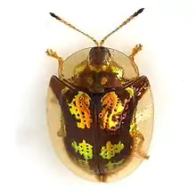 Deloyala guttata, mottled tortoise beetle, showing typical shape and patches of metallic coloration