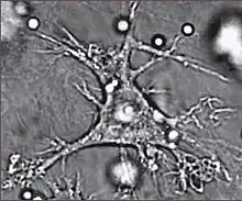 A dendritic cell