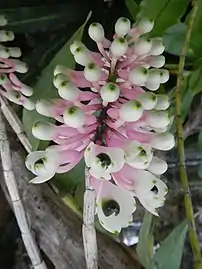 Dendrobium smillieae
