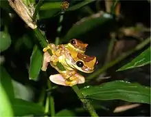 Hourglass treefrogs mating