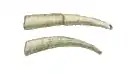 Top: Dentalium entale. Bottom: Dentalium vulgare