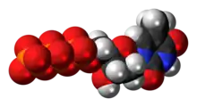 Space-filling model of the thymidine triphosphate molecule, 4- negative charge