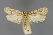 Adult/moth