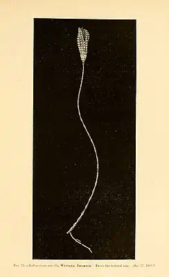 Bathycrinus gracilis a crinoid from the deepest dredge, at 2435 fathoms: 453 