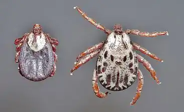 Dermacentor andersoni ixodid ticks, female and male, dorsal.