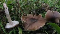 Three mushrooms on the ground, one has been picked and is lying with thestem pointing upwards; the caps are dark brown and the gills and stems, are a dirty whitish color.