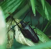 Derobrachus longicornis (Bates, 1872)