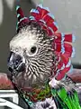 Pet parrot showing its fan