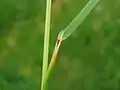 Ligule is long and pointed