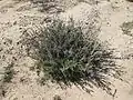 Desert Christmas Cactus in Sahuarita, Arizona.