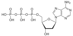 Skeletal formula of deoxyadenosine triphosphate