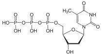 Skeletal formula of thymidine triphosphate, 3- negative charge