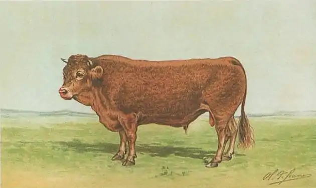 Toro di Limoges. Cromolitografia del 1891.