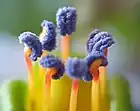 Detail of Fuchsia procumbens R.Cunn. stamina of male plant with remarkable blue pollen