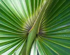 Detail of palm leaf