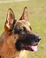 German Shepherd dog with black mask