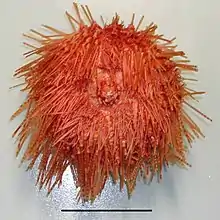 "Diadema palmeri" specimen collected in New Zealand