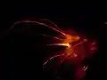 A fluorescent anemone