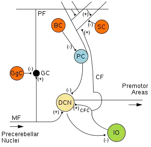 Microcircuitry of the cerebellum. Excitatory synapses are denoted by (+) and inhibitory synapses by (-). Basket cell labeled BC.