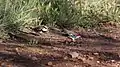 Diamond firetail feeding