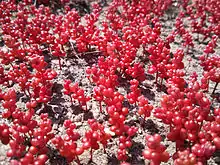 Diamorpha smallii (red diamorpha) on Arabia Mountain