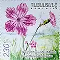 An Armenian post stamp showing the Dianthus gabrielianae.