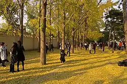 The avenue of ginkgo outside Diaoyutai State Guesthouse, 2016