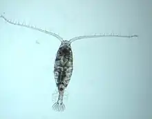 A copepod in the genus Diaptomus on a blue background from the Great Lakes