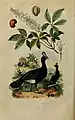 1838 illustration of the Sira curassow