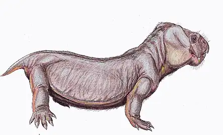 Restoration of Pristerodon mackayi