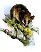 Drawing of brown opossum