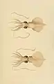 Mastigoteuthis cordiformis