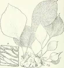 Drawing of spindle-shaped, undivided fern fronds with enlargement of netted veins underneath covered in sori