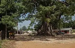 Kapok tree at the entrance of Diembéring