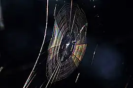 Colors seen in a spider web are partially due to diffraction, according to some analyses.