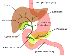 Accessory digestive system.