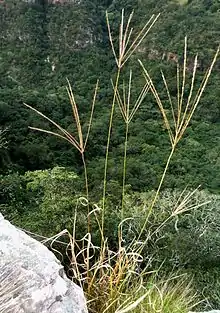 Pangola(Digitaria decumbens)