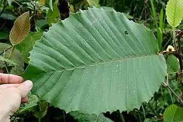 D. suffruticosa leaf