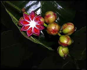 Opened D. suffruticosa fruit capsule with seeds inside